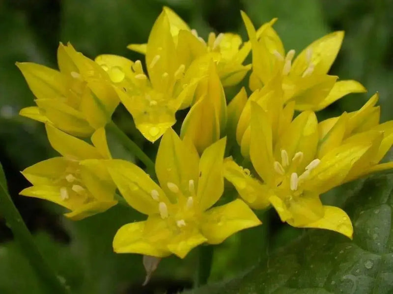 Allium Moly bulbs ,Perennial in Zones 4-8" Returns year after year - Caribbean garden seed