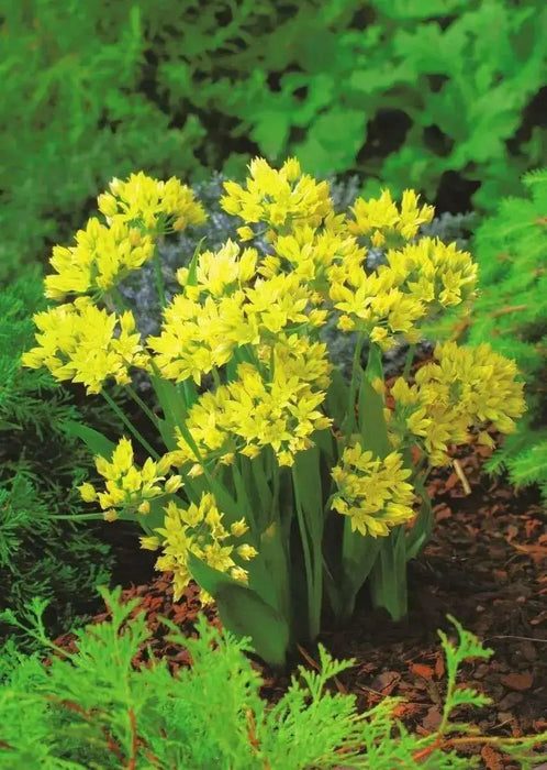 Allium Moly bulbs ,Perennial in Zones 4-8" Returns year after year - Caribbean garden seed