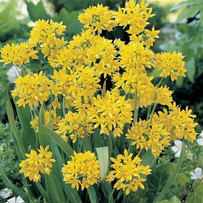 Allium Moly bulbs ,Perennial in Zones 4-8" Returns year after year - Caribbean garden seed