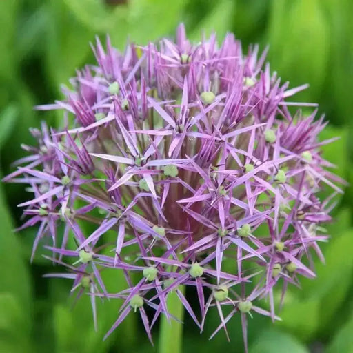 Allium tall Christophii , Stars of Persia, Perennial FLOWERS Bulbs - Caribbean garden seed