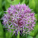 Allium tall Christophii , Stars of Persia, Perennial FLOWERS Bulbs - Caribbean garden seed