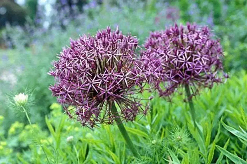 Allium tall Christophii , Stars of Persia, Perennial FLOWERS Bulbs - Caribbean garden seed
