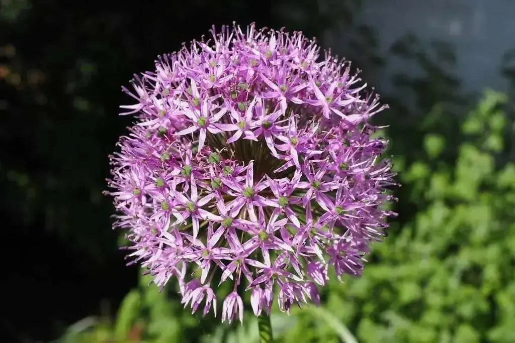 Allium tall Christophii , Stars of Persia, Perennial FLOWERS Bulbs - Caribbean garden seed