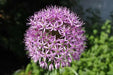 Allium tall Christophii , Stars of Persia, Perennial FLOWERS Bulbs - Caribbean garden seed