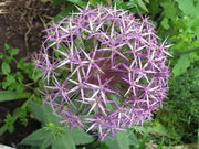 Allium tall Christophii , Stars of Persia, Perennial FLOWERS Bulbs - Caribbean garden seed