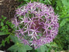 Allium tall Christophii , Stars of Persia, Perennial FLOWERS Bulbs - Caribbean garden seed