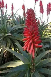 ALOE Seeds (Aloe arborescens) Flowering Succulent - Caribbean garden seed