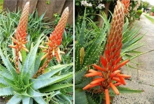 ALOE Seeds (Aloe arborescens) Flowering Succulent - Caribbean garden seed