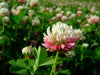 Alsike Clover Seeds - ,Improve Your Garden Soil - Caribbean garden seed