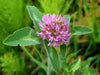 Alsike Clover Seeds - ,Improve Your Garden Soil - Caribbean garden seed