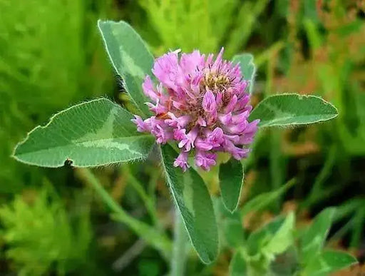Alsike Clover Seeds - ,Improve Your Garden Soil - Caribbean garden seed