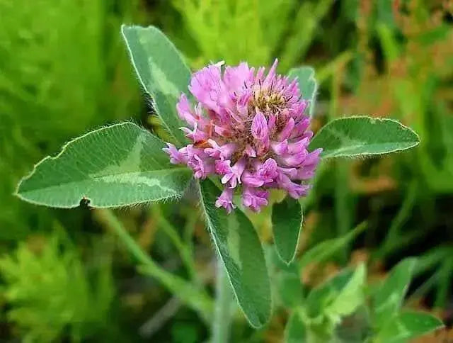 Alsike Clover Seeds - ,Improve Your Garden Soil - Caribbean garden seed