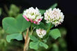 Alsike Clover Seeds - ,Improve Your Garden Soil - Caribbean garden seed
