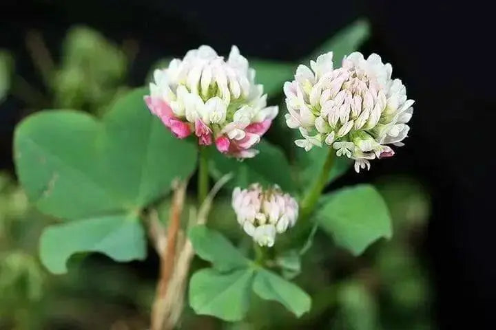 Alsike Clover Seeds - ,Improve Your Garden Soil - Caribbean garden seed