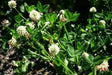 Alsike Clover Seeds - ,Improve Your Garden Soil - Caribbean garden seed