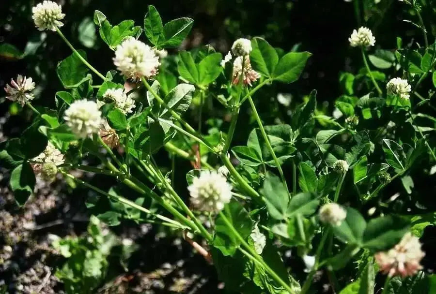 Alsike Clover Seeds - ,Improve Your Garden Soil - Caribbean garden seed