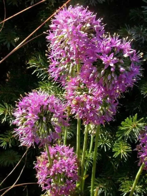 Allium stellatum (Prairie Onion) flower Seeds - Perennial - Caribbean garden seed