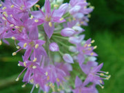 Allium stellatum (Prairie Onion) flower Seeds - Perennial - Caribbean garden seed