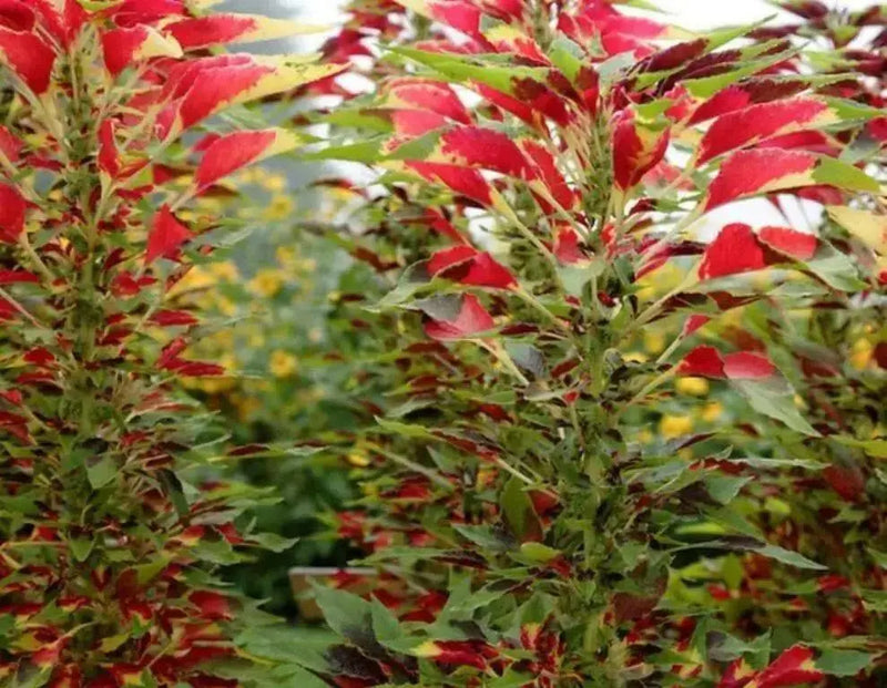 Amaranthus Seeds - Perfecta  (Amaranthus Tricolor ) Tall Yellow And Red Bright Foliage Plant - Caribbean garden seed
