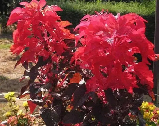 Amaranthus Seeds-Molten Fire -colorful foliage plants, - Caribbean garden seed