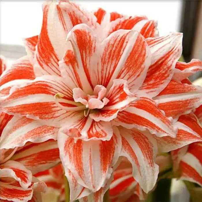 Amaryllis  Dancing Queen ( BULB) FLOWERS,GREAT GIFT - Caribbean garden seed