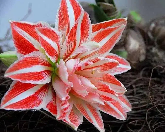 Amaryllis  Dancing Queen ( BULB) FLOWERS,GREAT GIFT - Caribbean garden seed