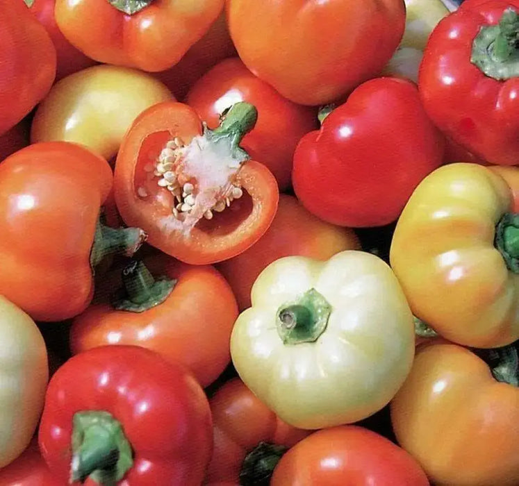 Alma Spice Paprika Pepper,  Capsicum annuum   easy-to-grow and process! - Caribbean garden seed