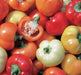 Alma Spice Paprika Pepper,  Capsicum annuum   easy-to-grow and process! - Caribbean garden seed