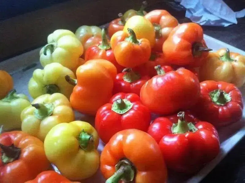 Alma Spice Paprika Pepper,  Capsicum annuum   easy-to-grow and process! - Caribbean garden seed