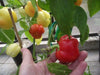 Alma Spice Paprika Pepper,  Capsicum annuum   easy-to-grow and process! - Caribbean garden seed
