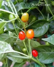 Amarillear Hot Peppers Seeds, (Capsicum baccatum.,from Bolivia. - Caribbean garden seed