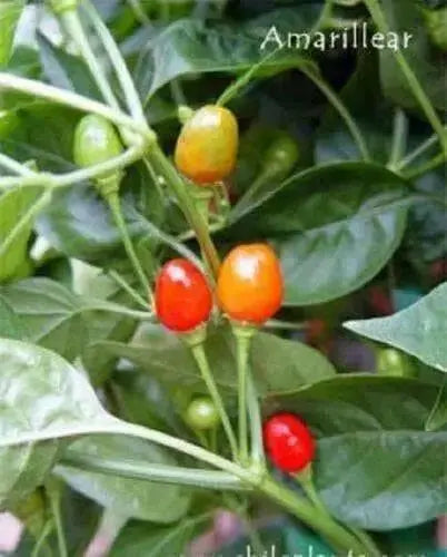 Amarillear Hot Peppers Seeds, (Capsicum baccatum.,from Bolivia. - Caribbean garden seed