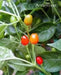 Amarillear Hot Peppers Seeds, (Capsicum baccatum.,from Bolivia. - Caribbean garden seed
