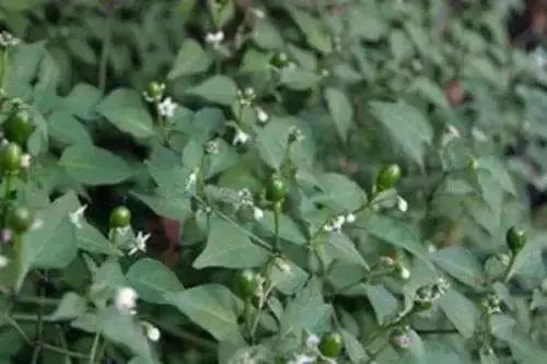 Amarillear Hot Peppers Seeds, (Capsicum baccatum.,from Bolivia. - Caribbean garden seed