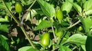 Amarillear Hot Peppers Seeds, (Capsicum baccatum.,from Bolivia. - Caribbean garden seed