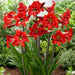 Amaryllis  Rapido ( BULB)  FLOWERS,GREAT GIFT - Caribbean garden seed