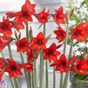 Amaryllis  Rapido ( BULB)  FLOWERS,GREAT GIFT - Caribbean garden seed