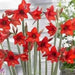 Amaryllis  Rapido ( BULB)  FLOWERS,GREAT GIFT - Caribbean garden seed