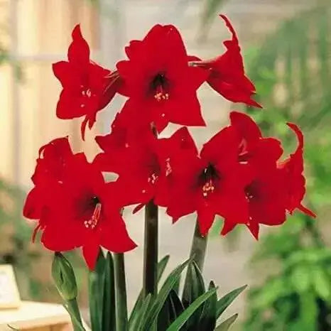 Amaryllis  Rapido ( BULB)  FLOWERS,GREAT GIFT - Caribbean garden seed