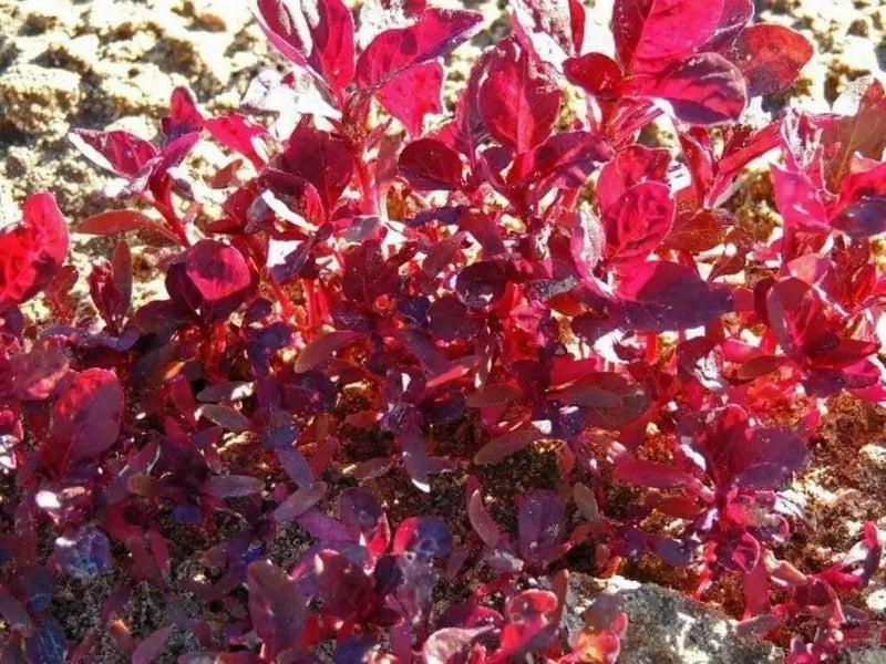 Amaranth Sprouting Seeds , ! certified organic. - Caribbean garden seed