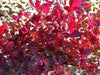 Amaranth Sprouting Seeds , ! certified organic. - Caribbean garden seed