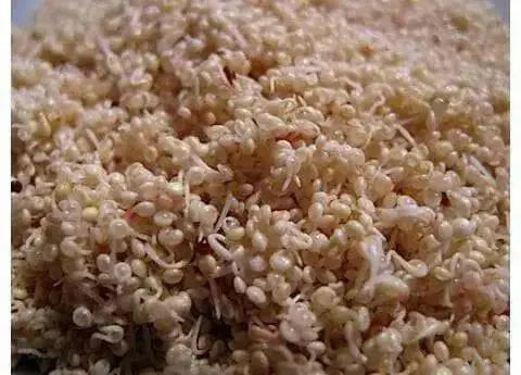 Amaranth Sprouting Seeds , ! certified organic. - Caribbean garden seed