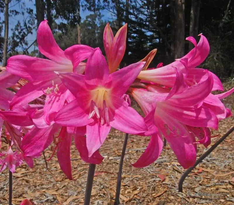 Amaryllis Belladonna (BULBS)  PINK FLOWERS - Caribbean garden seed