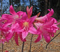Amaryllis Belladonna (BULBS)  PINK FLOWERS - Caribbean garden seed