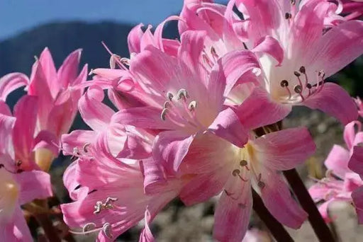Amaryllis Belladonna (BULBS)  PINK FLOWERS - Caribbean garden seed