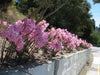 Amaryllis Belladonna (BULBS)  PINK FLOWERS - Caribbean garden seed
