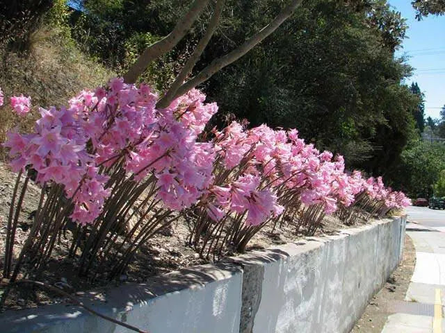 Amaryllis Belladonna (BULBS)  PINK FLOWERS - Caribbean garden seed