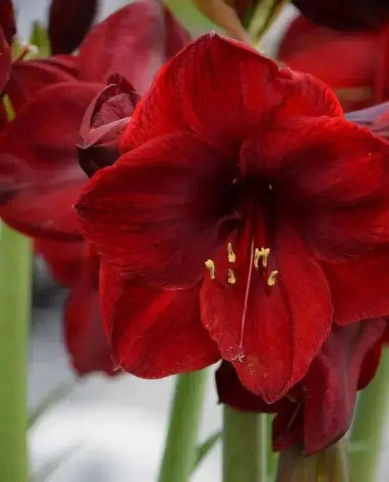 Amaryllis Carmen (BULBS) RED FLOWERS,GREAT GIFT - Caribbean garden seed