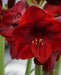 Amaryllis Carmen (BULBS) RED FLOWERS,GREAT GIFT - Caribbean garden seed