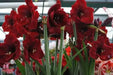 Amaryllis Carmen (BULBS) RED FLOWERS,GREAT GIFT - Caribbean garden seed